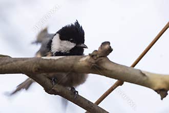 Great Tit Hiding behind a Thick Leafless Branch