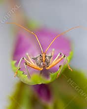 An assassin bug sitting on a leaf and looking for its next insect meal