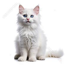 Siberian cat with blue eyes. isolated on white background.