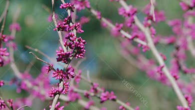 Spring Flowering. Blooming Pink Magnolia Or Magnolia Liliflora. Pink Magnolia Tree Flowers.