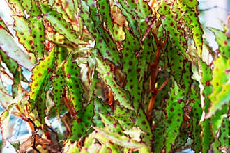 Begonia Borneo Amphioxus, Butterfly, Pink Spotted Begonia leaves