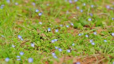 Forget-Me-Not Flower Or Myosotis Or Scorpion Grasses Blooming. Inflorescence Of Forget-Me-Not.