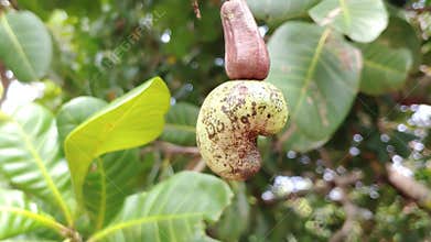 Cashew is on the tree