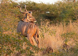 A magnificent Kudu bull antelope looks warily over its shoulder in dense bushveld