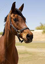 American Bred Brown Gelding Horse