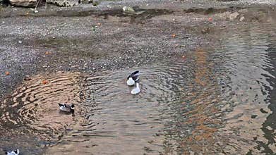 A group of geese on the river, one goose being beaten. Witness the dynamics of goose behavior in the wildlife setting