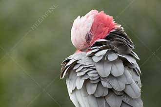 A Galah cockatoo diligently preening its fluffed up feathers