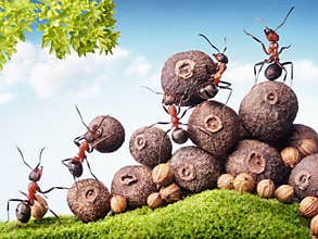 Ants collecting seeds in stock, teamwork