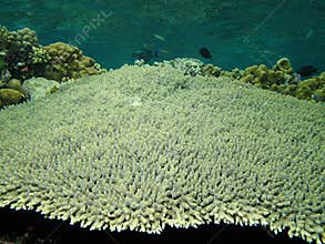 Acropora Coral