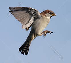 Sparrow