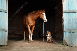 horse with a white blaze curiously observes a Staffordshire Bull Terrier dog