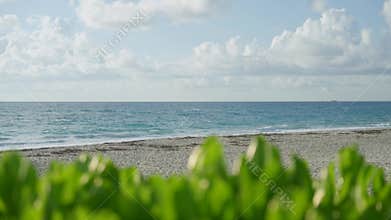 Serene view of Palm Beach with clear and vast ocean. Lush green foliage and sandy beach in middle. Blue sky dotted with