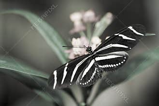 Beautiful butterfly