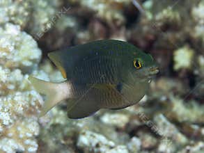 Jewel damselfish