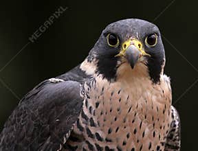 Staring Peregrine Falcon