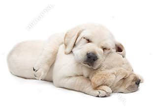 Sleeping Labrador puppies