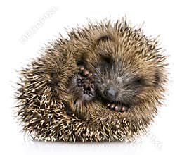 Hedgehog (1 months)