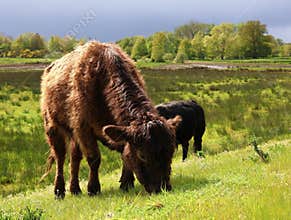Galloway cattle graze in a nature reserve in Herentals, Belgium.
