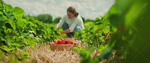 Woman harvests strawberries in a vibrant, sunny field. Female crouching down between rows of plants with a basket of red