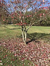 Fall Colored Leaves on Dogwood Tree in Morgan County Alabama USA - Cornus florida