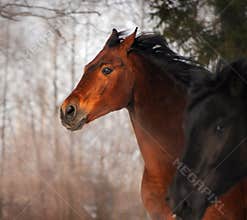 Horse portrait