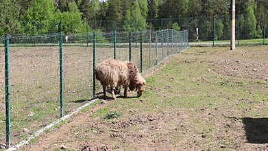 Sheep Grazing in Field With Fence