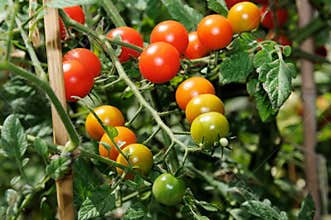 Sweet Million cherry tomatoes on plant.