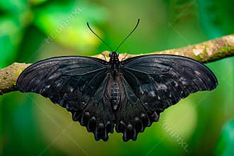 Beautiful Bat Wing Moth butterfly rests among the foliage of a garden