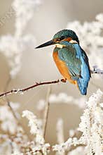 Kingfisher, Alcedo atthis