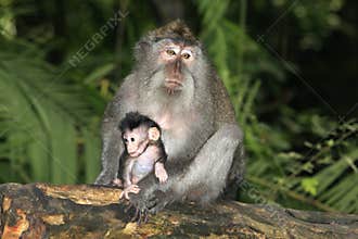 Long Tailed Macaque and Baby