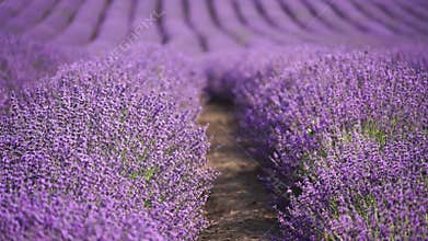 Blooming lavender field. Beautiful purple flowers. Regional organic cultivation. aromatherapy essential oils