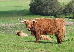 Scottish Highland Cows and Calf