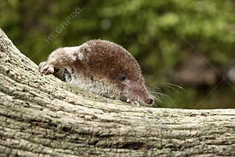 Common shrew, Sorex araneus