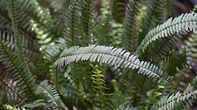 Close-up of the leaves of the perennial herbaceous fern Nephrolepis exaltata. Also known as swordfish or Boston fern.