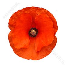 Red poppy isolated