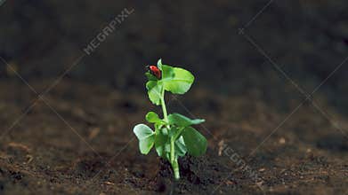 Ladybug Or Ladybird. Dotted Ladybug Eating Plant Louse As Beneficial Insect. Macro shot.