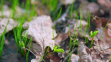 Fresh Green Grass In Summer. Abstract Background. Vibrant Green Grass Lit By Sun. Close Up.