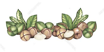 Macadamia nut on a white background, a composition of several nuts and leaves. The macadamia tree. Food, snacks, brown