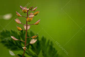 Noccaea perfoliata (L.) Al-Shehbaz on a green background. It was taken during a walk at 6 pm in Hungary.