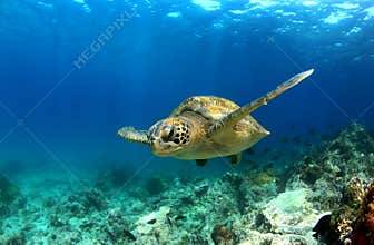 Sea turtle underwater
