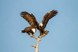 Pair of mating American Bald Eagles