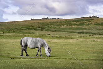 Grazing grey Dartmoor pony