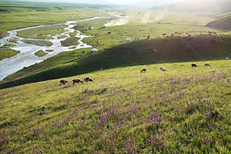 Nalati grassland with sheep