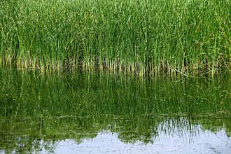 Reed pond in summer wetland .