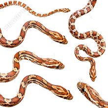 Collection of six Corn Snake