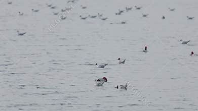 Many river gulls hunt fish in lakes, rivers, and canals. Seagulls fly over the water. Seagulls gracefully glide