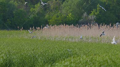 Many river gulls hunt fish in lakes, rivers, and canals. Seagulls fly over the water. Seagulls gracefully glide