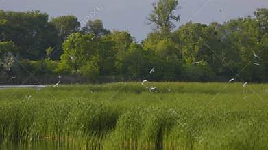 Many river gulls hunt fish in lakes, rivers, and canals. Seagulls fly over the water. Seagulls gracefully glide