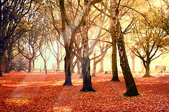 Park in autumn