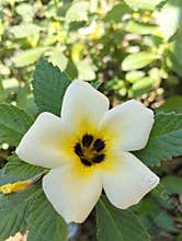 Turnera ulmifolia is a species of flowering plant of the eight o& x27;clock flower genus